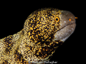 Snowflake moray eel portrait, Lembeh by Michael Gallagher 